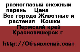 разноглазый снежный парень. › Цена ­ 10 000 - Все города Животные и растения » Кошки   . Пермский край,Красновишерск г.